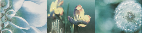 Настенный бордюр Maxima azure 2 448x100 / 8mm