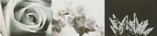 Настенный бордюр Maxima black 2 448x100 / 8mm